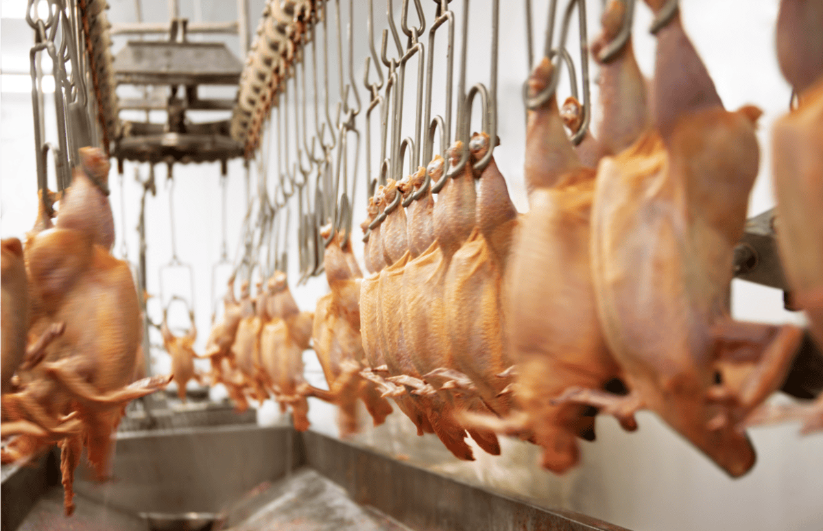 MPI’s Role in the Food Processing and Packaging Industry